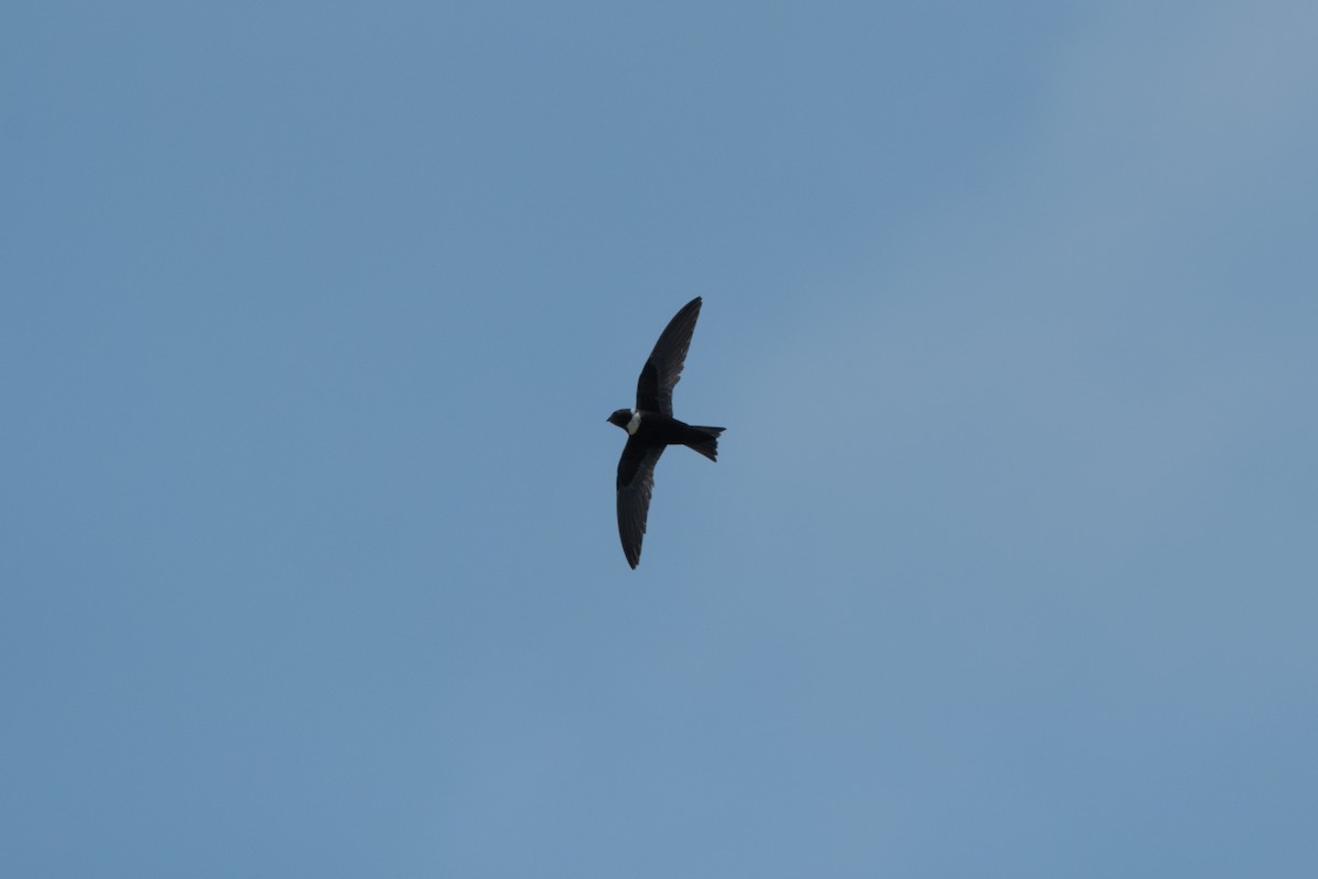 White-collared Swift - ML557377921