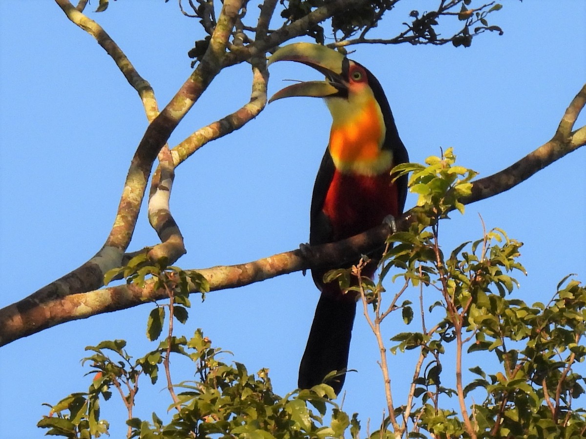 Red-breasted Toucan - ML557378301