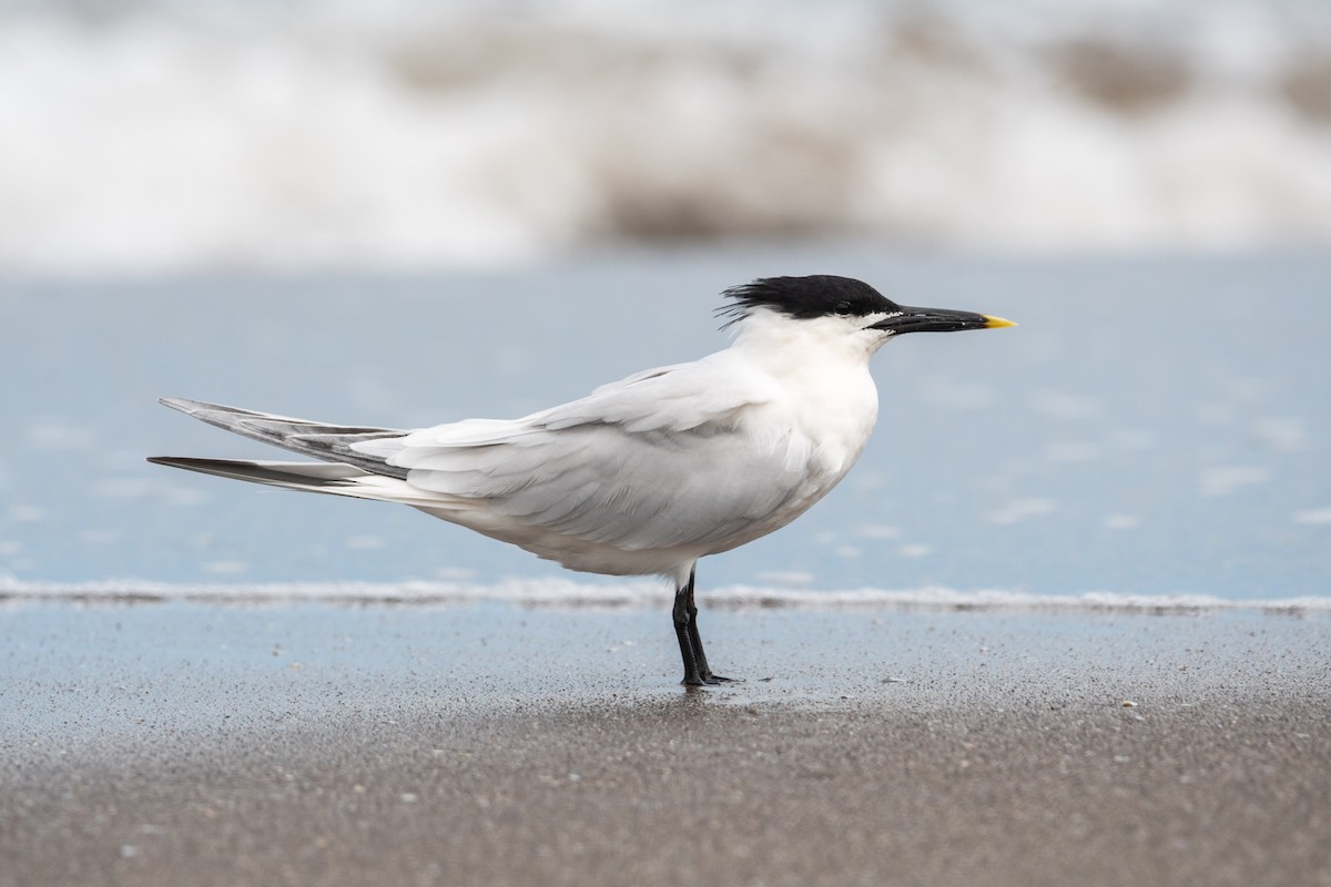 Sandwich Tern - Ivani Martínez Paredes