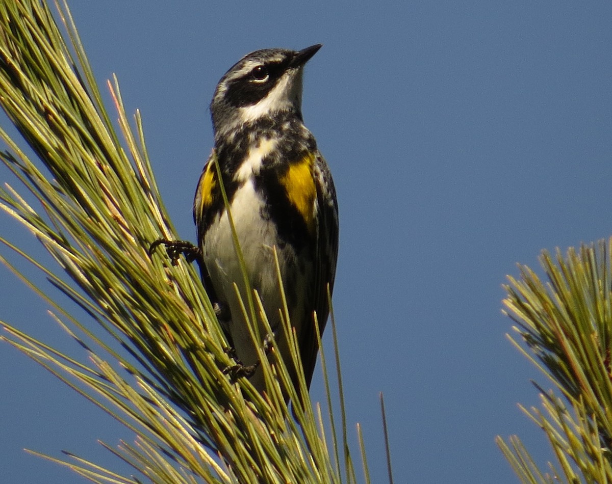 Yellow-rumped Warbler - ML557378471