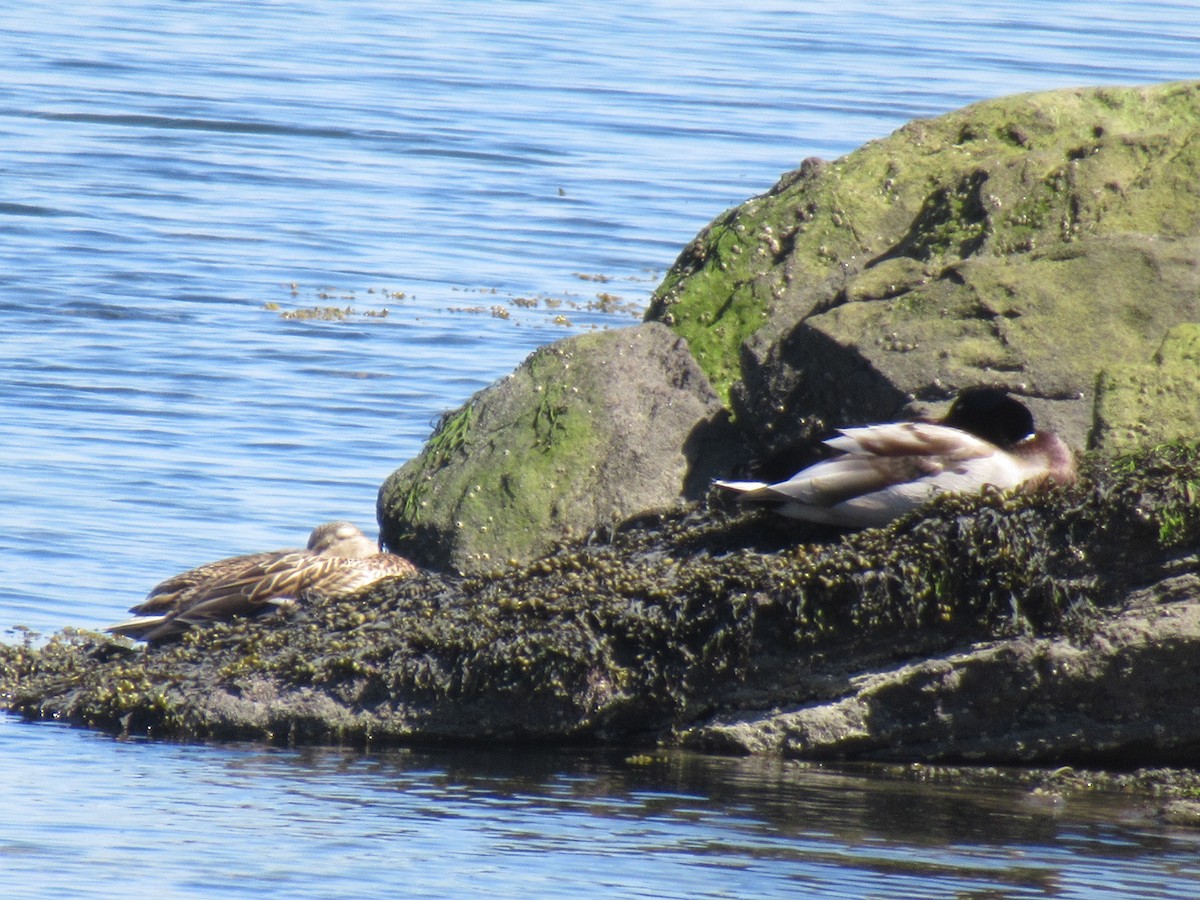 Canard colvert - ML557379141