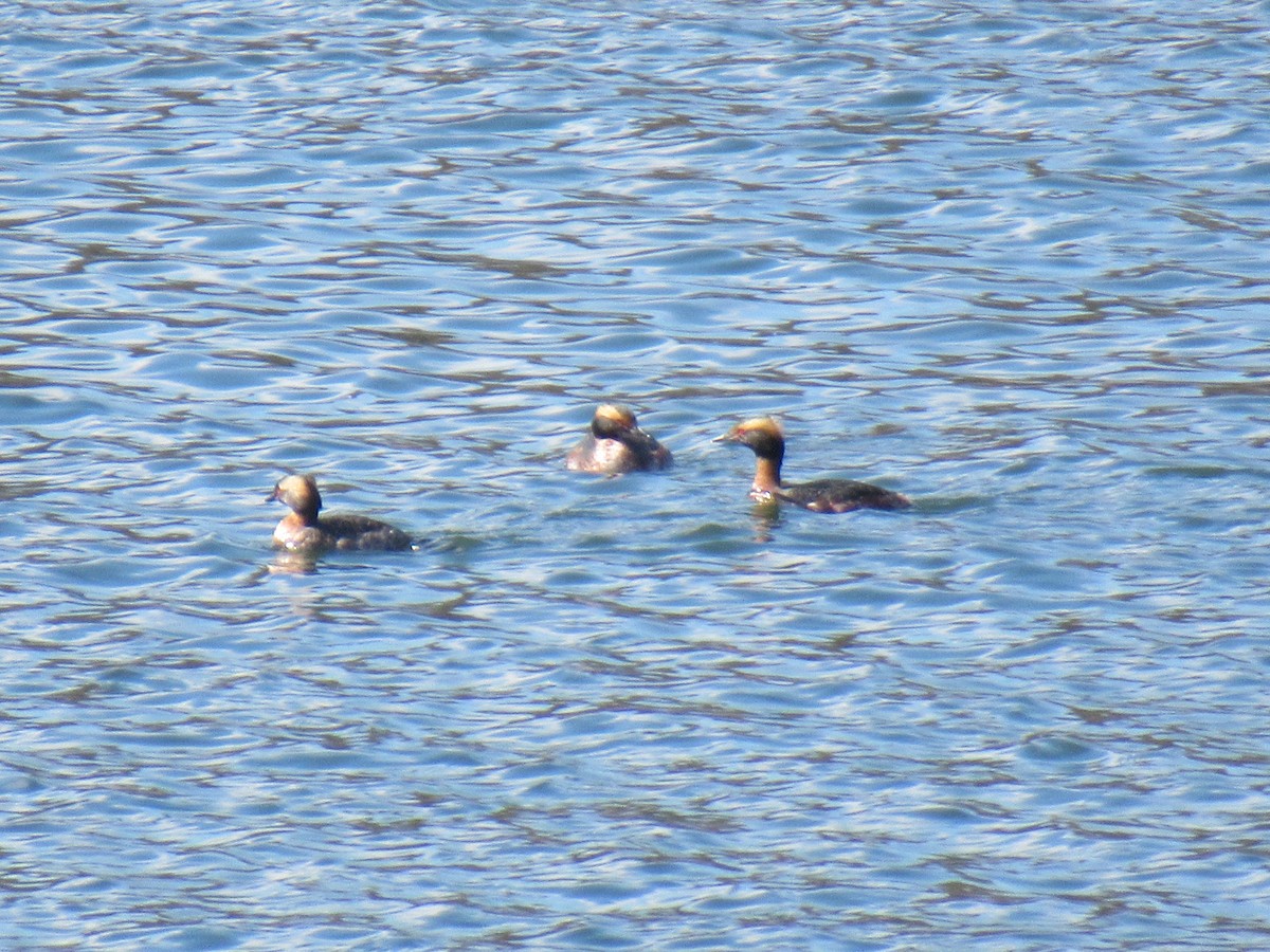 Ohrentaucher - ML557379791