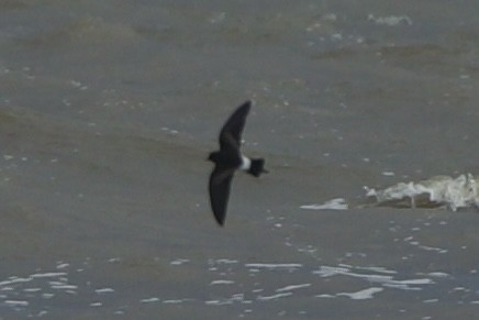 Wilson's Storm-Petrel - ML557379821