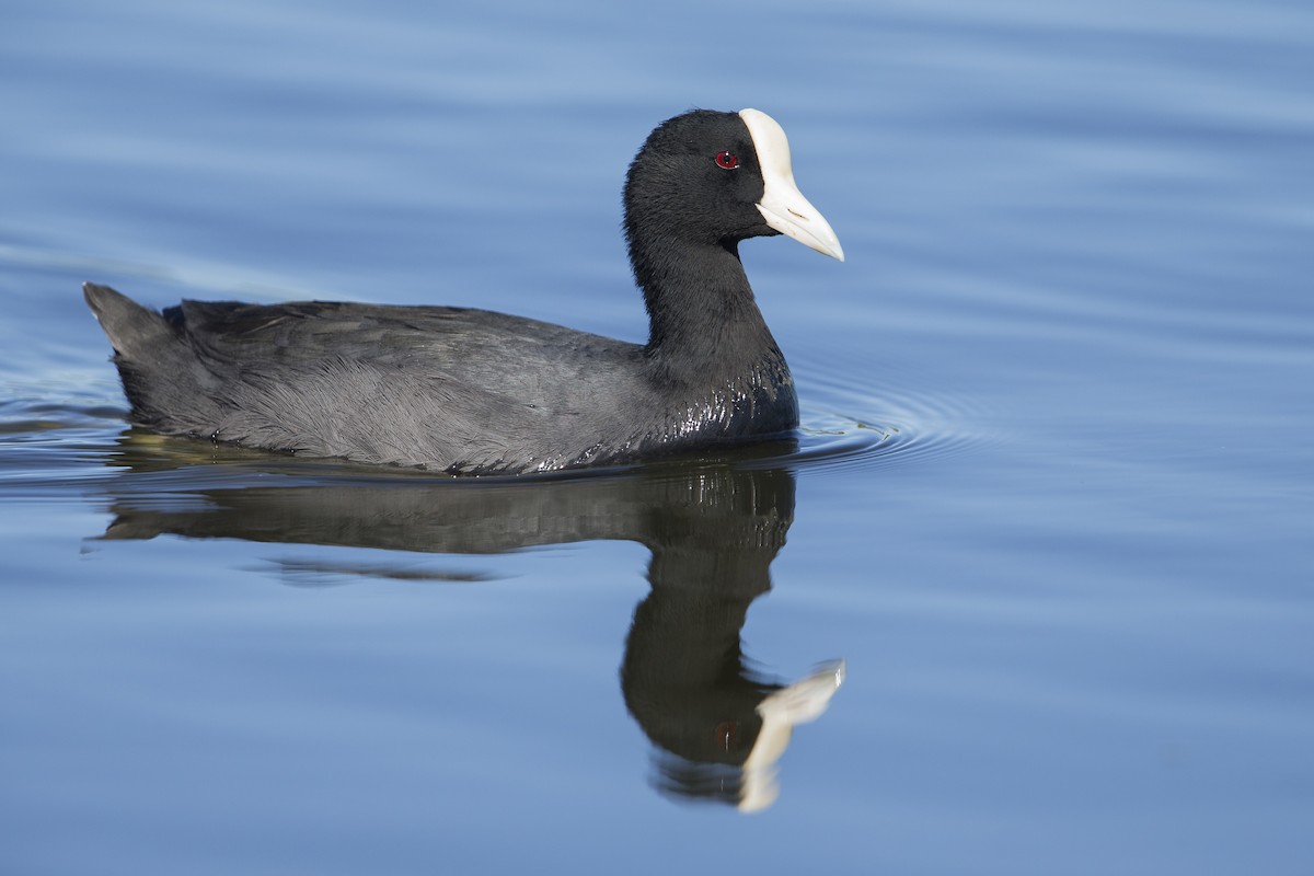 Hawaiian Coot (White-shielded) - ML557381491