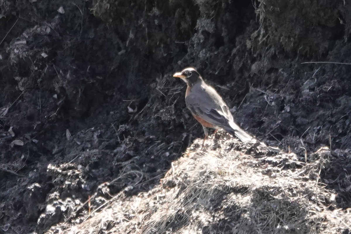 American Robin - ML557381511