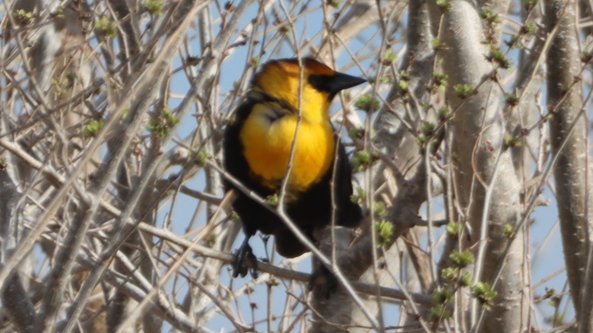 Yellow-headed Blackbird - Bez Bezuidenhout