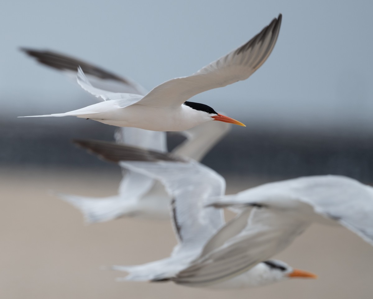 Elegant Tern - ML557382161