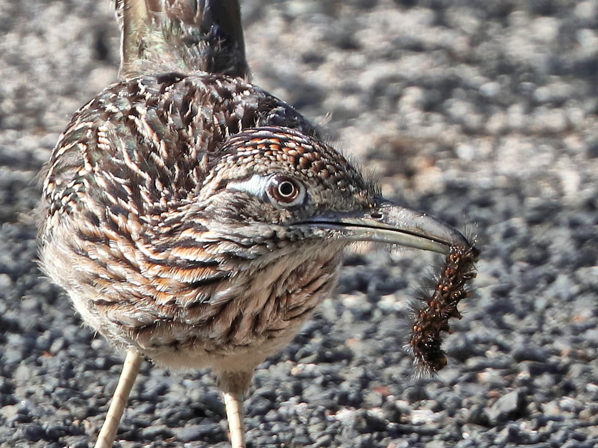 Greater Roadrunner - ML557382301