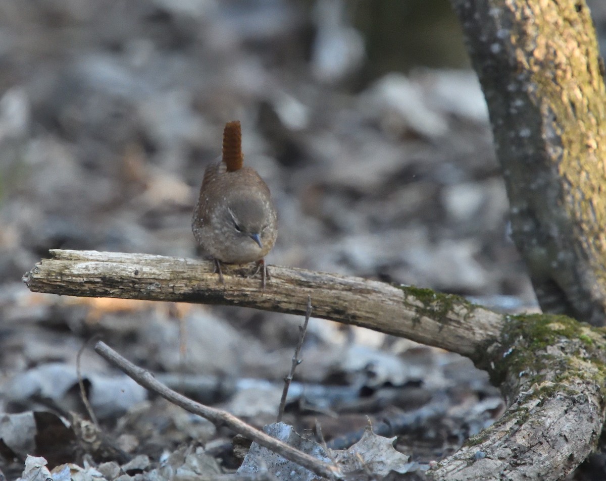 Winter Wren - Louis Lemay