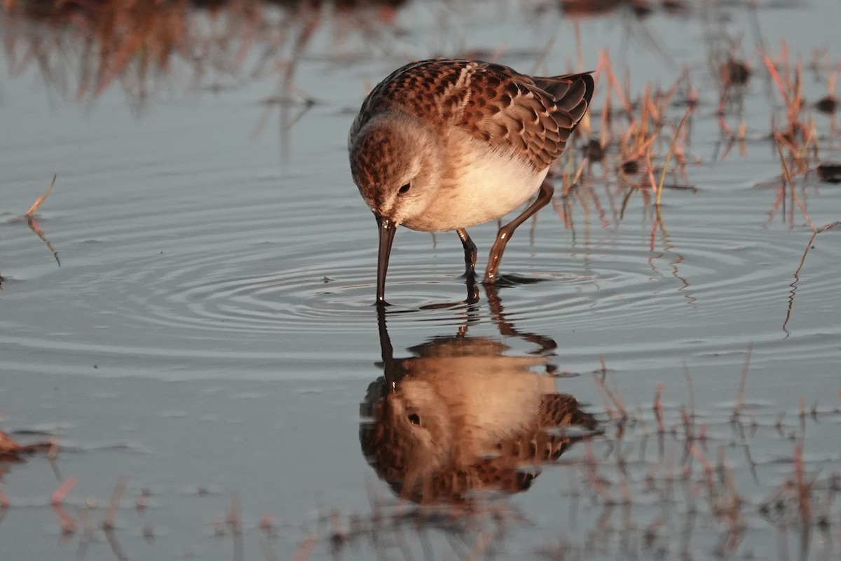 Western Sandpiper - ML557382641