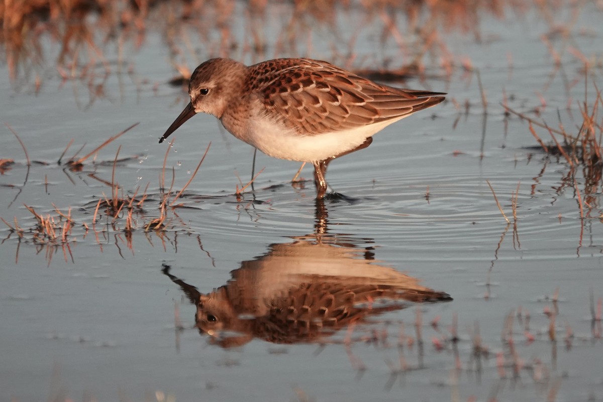 Western Sandpiper - Cameron Eckert