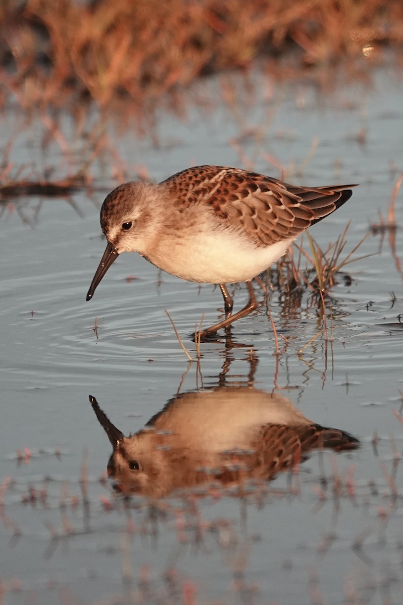 Western Sandpiper - Cameron Eckert