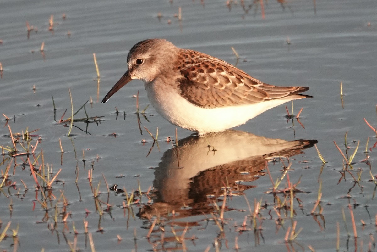 Western Sandpiper - ML557382851