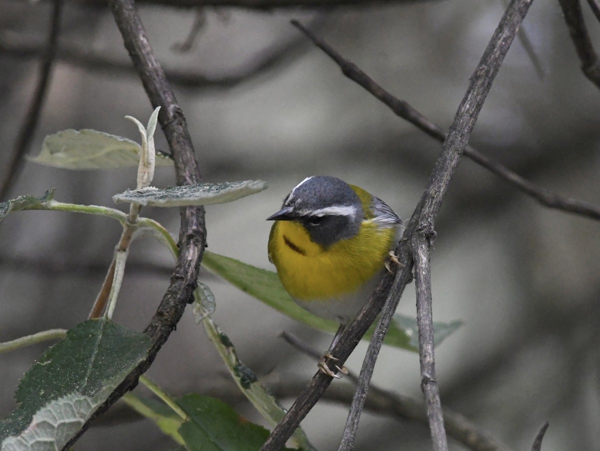 Crescent-chested Warbler - ML557384391