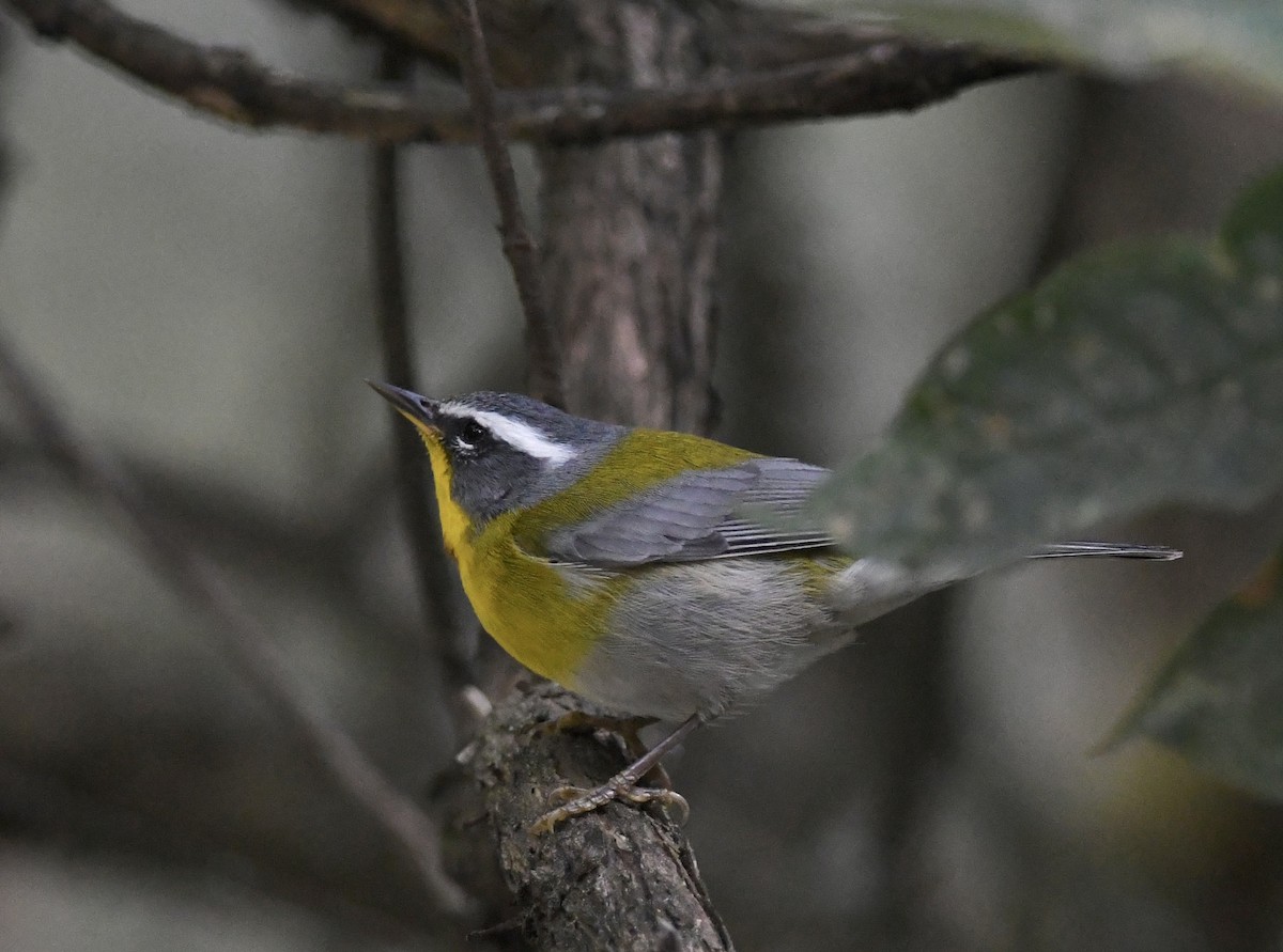 Crescent-chested Warbler - ML557384401