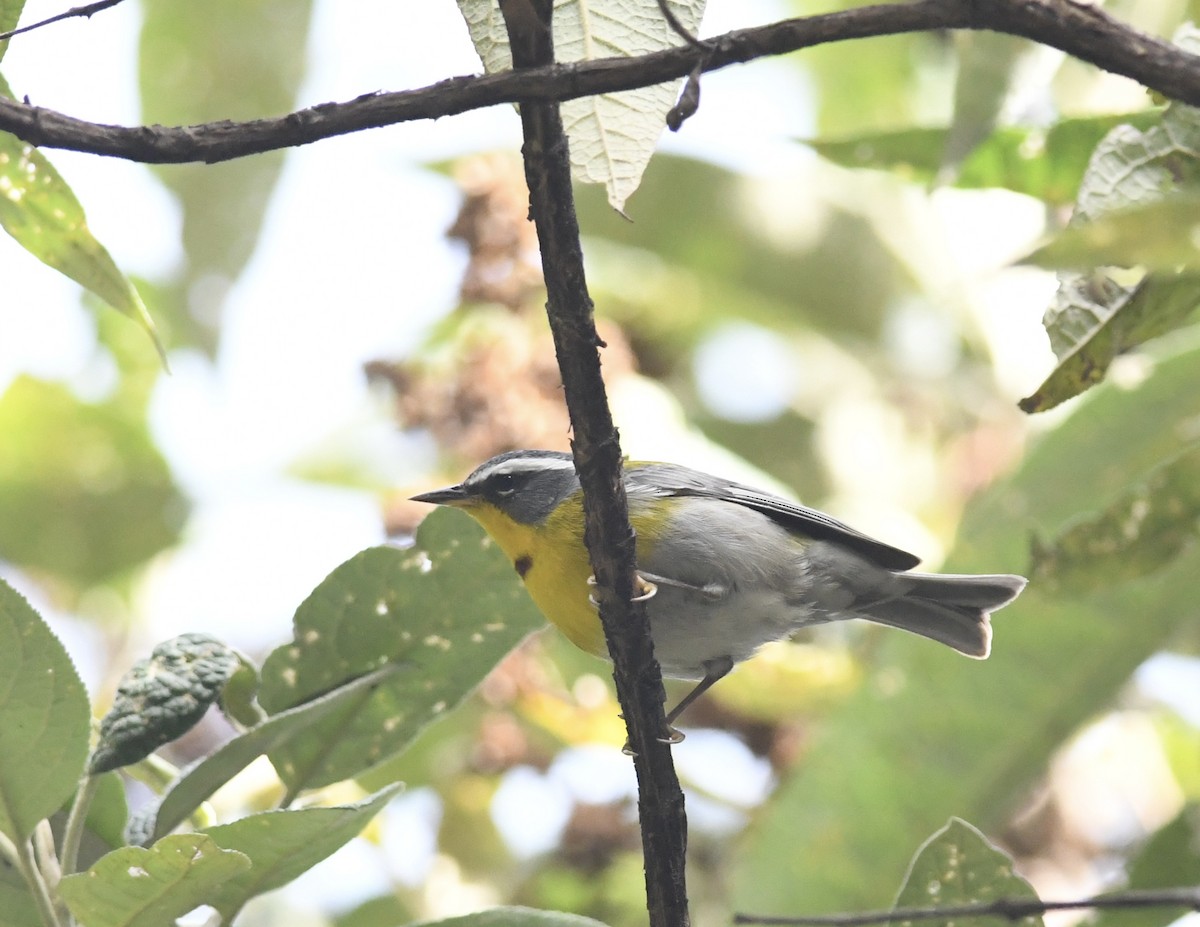Crescent-chested Warbler - ML557384411