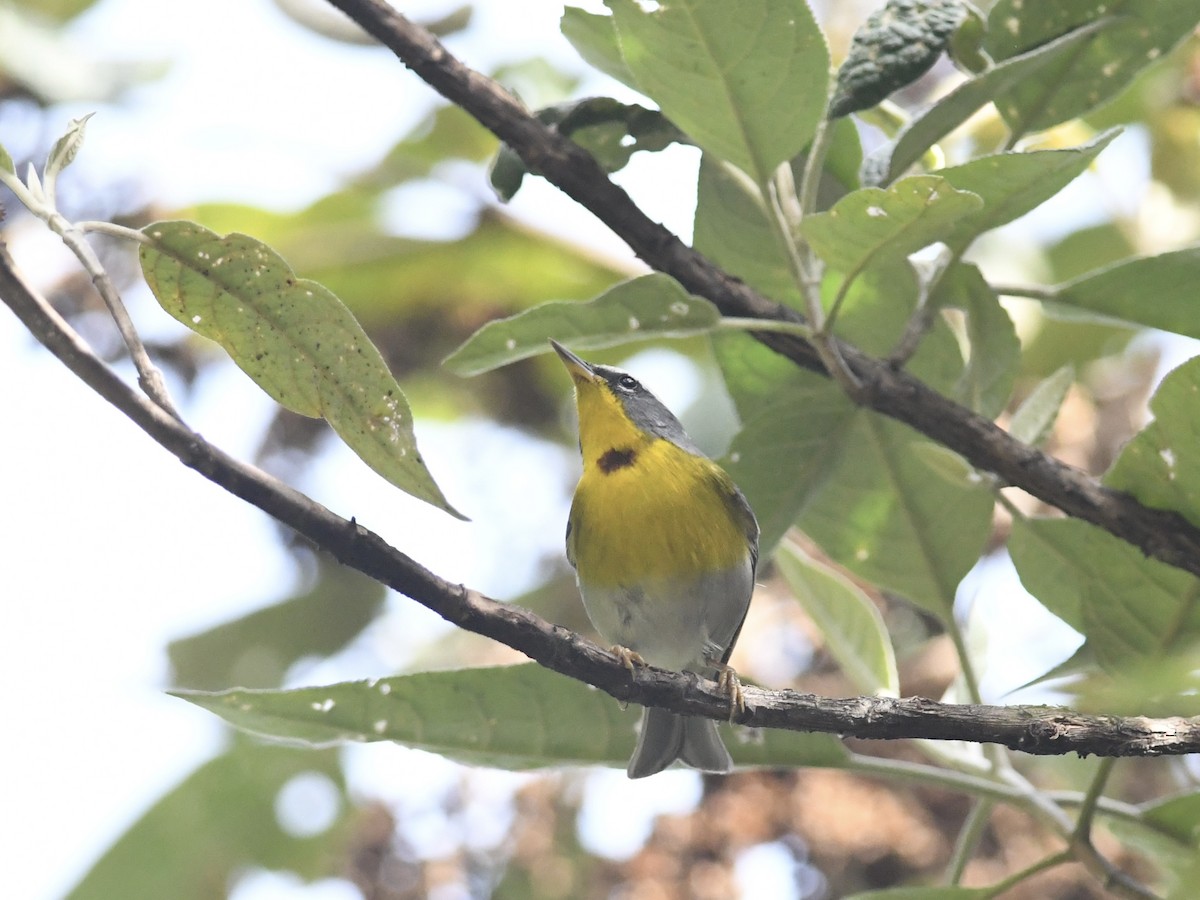 Crescent-chested Warbler - ML557384421