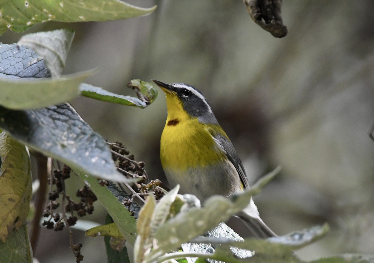 Crescent-chested Warbler - ML557384441