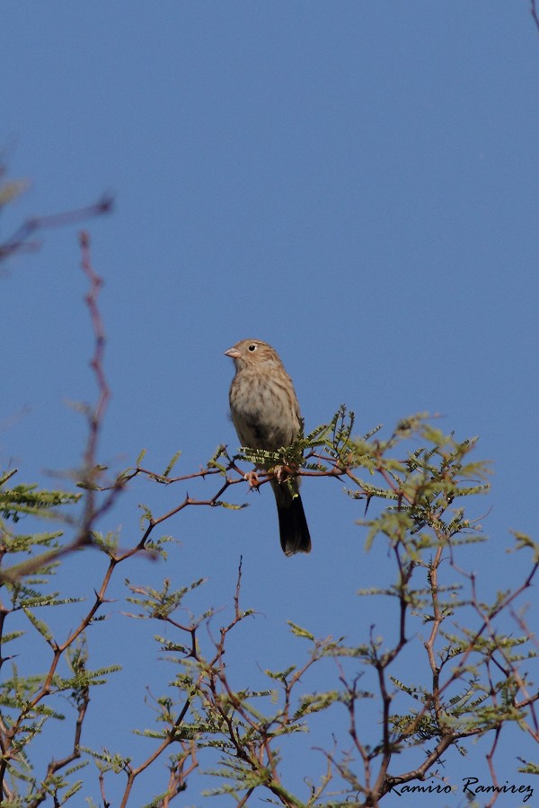 Carbonated Sierra Finch - ML55738451