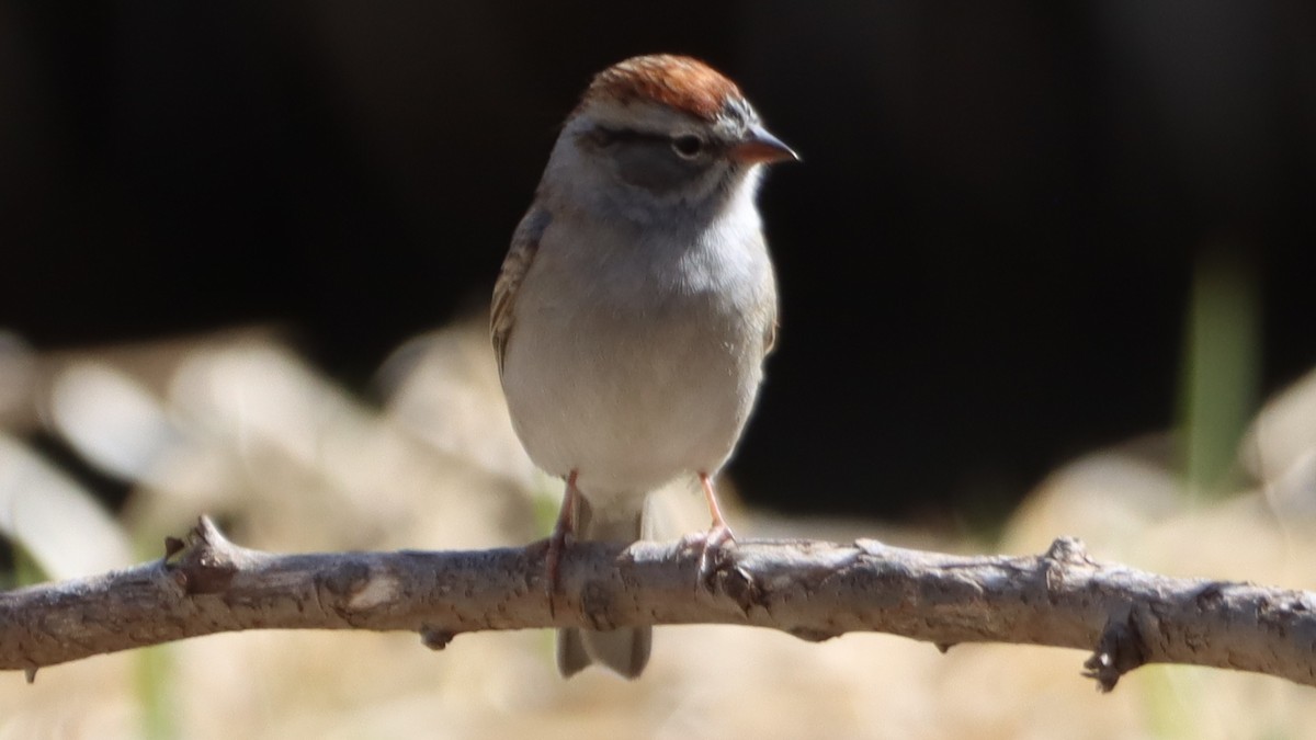 Chipping Sparrow - Bez Bezuidenhout