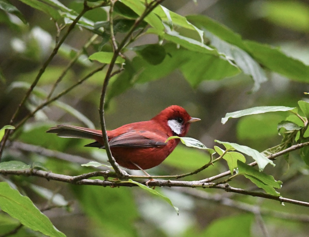 Red Warbler - ML557384871