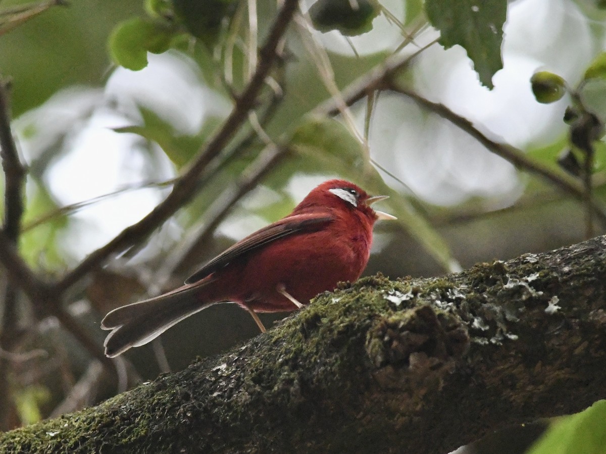 Red Warbler - ML557384891