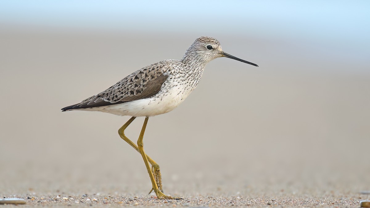 Marsh Sandpiper - Kuzey Cem Kulaçoğlu