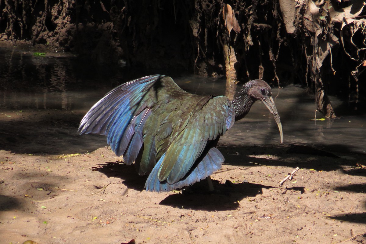 ibis zelený - ML557385051