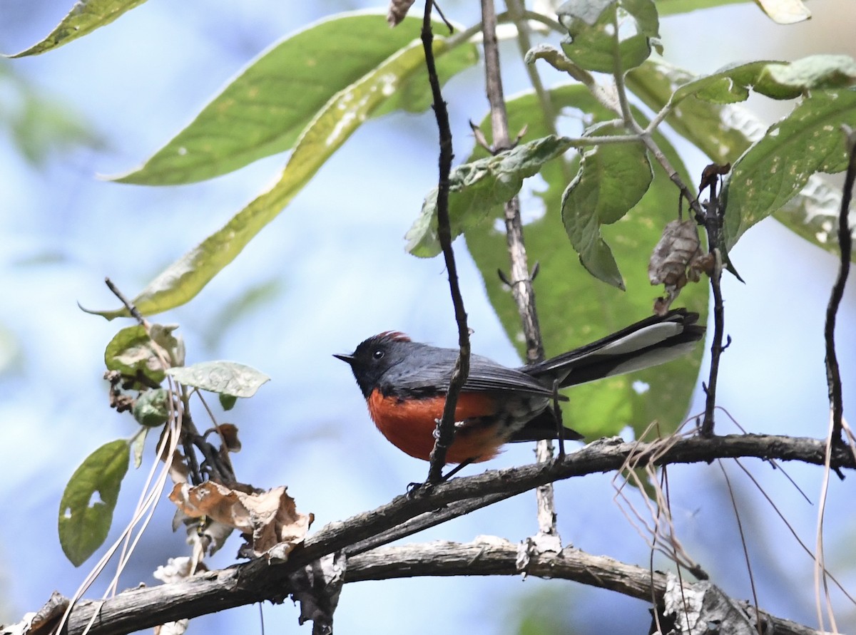 Slate-throated Redstart - ML557385061