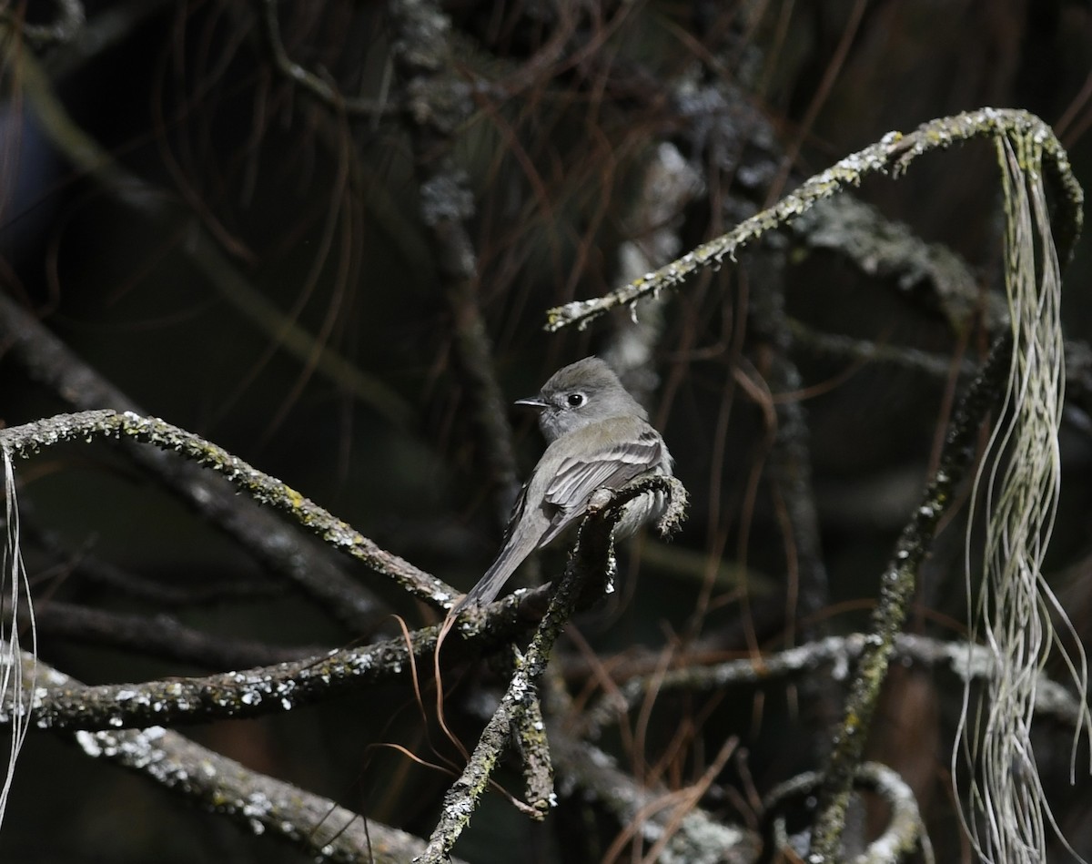 Western Flycatcher (Cordilleran) - ML557385401