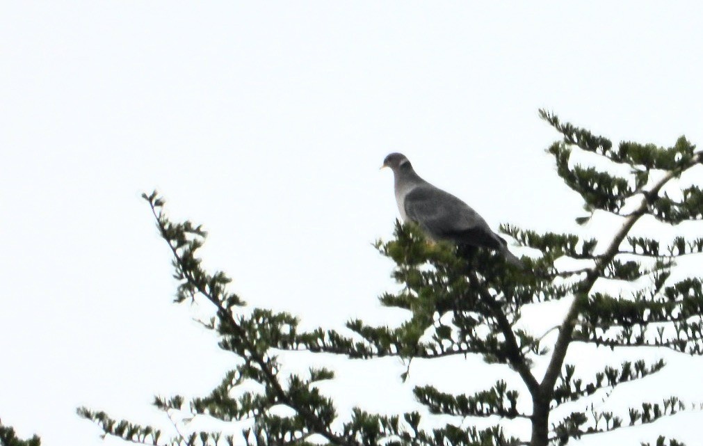 Band-tailed Pigeon - ML557385931
