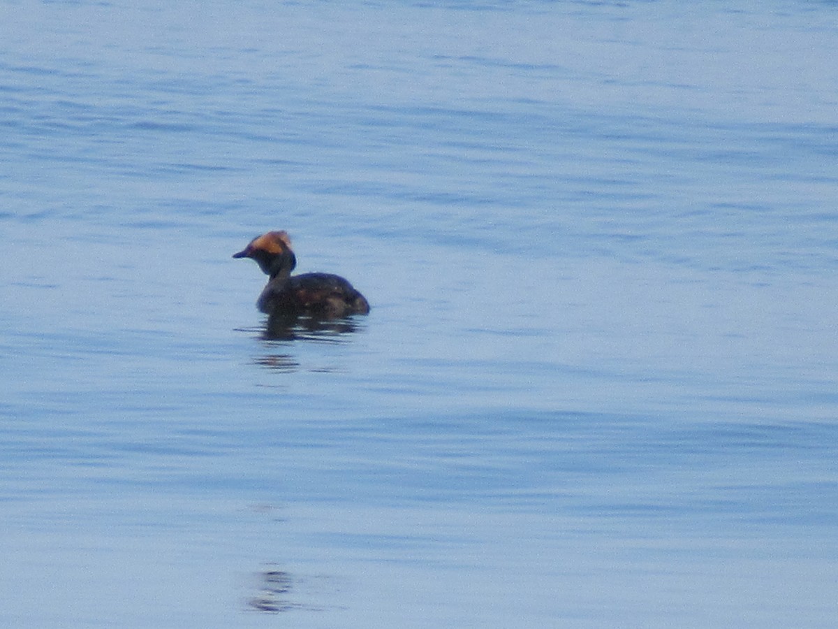 Ohrentaucher - ML557385961