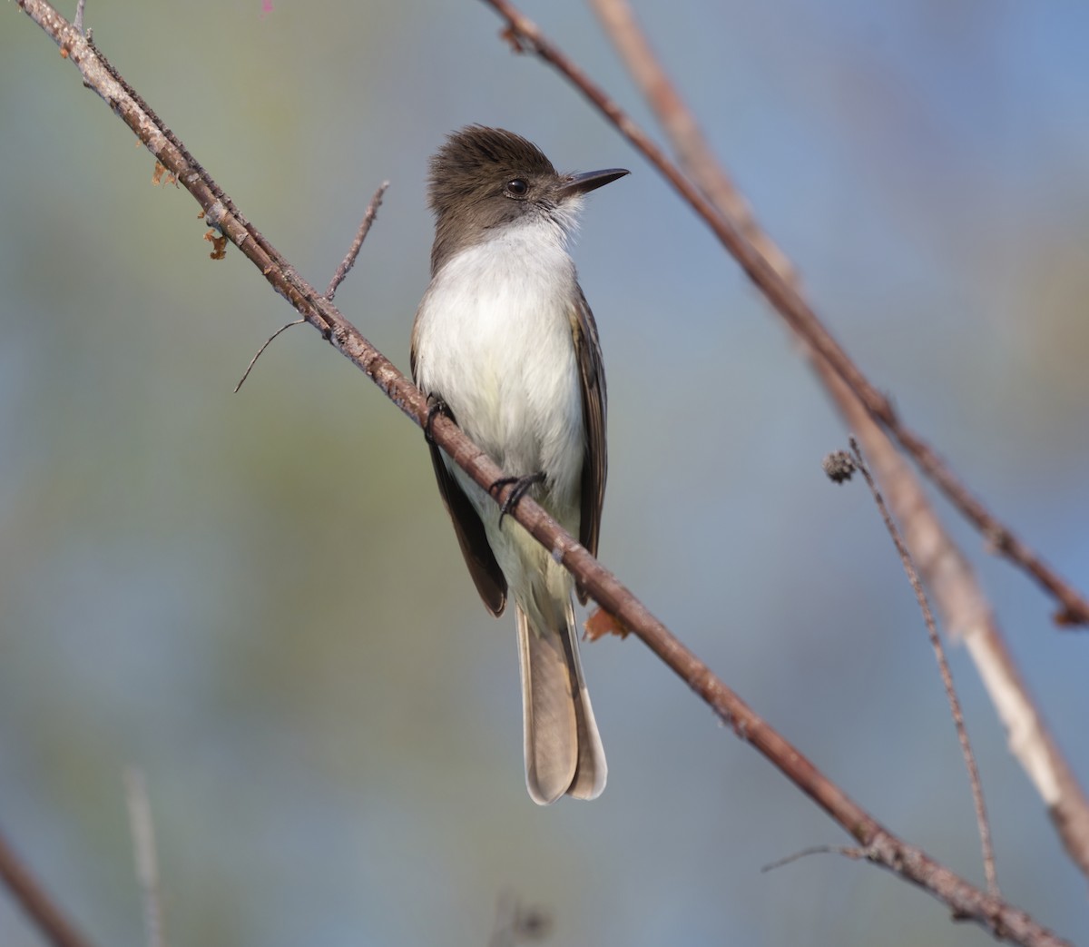 La Sagra's Flycatcher - ML557386151