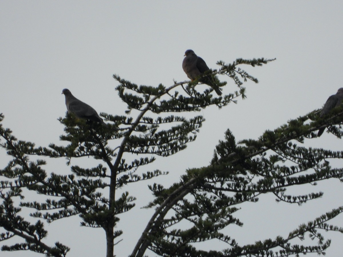 Band-tailed Pigeon - ML557388731