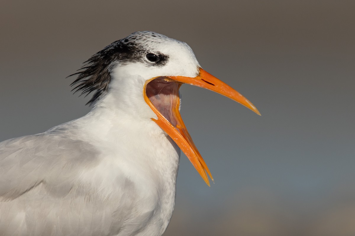 Royal Tern - Dorian Anderson