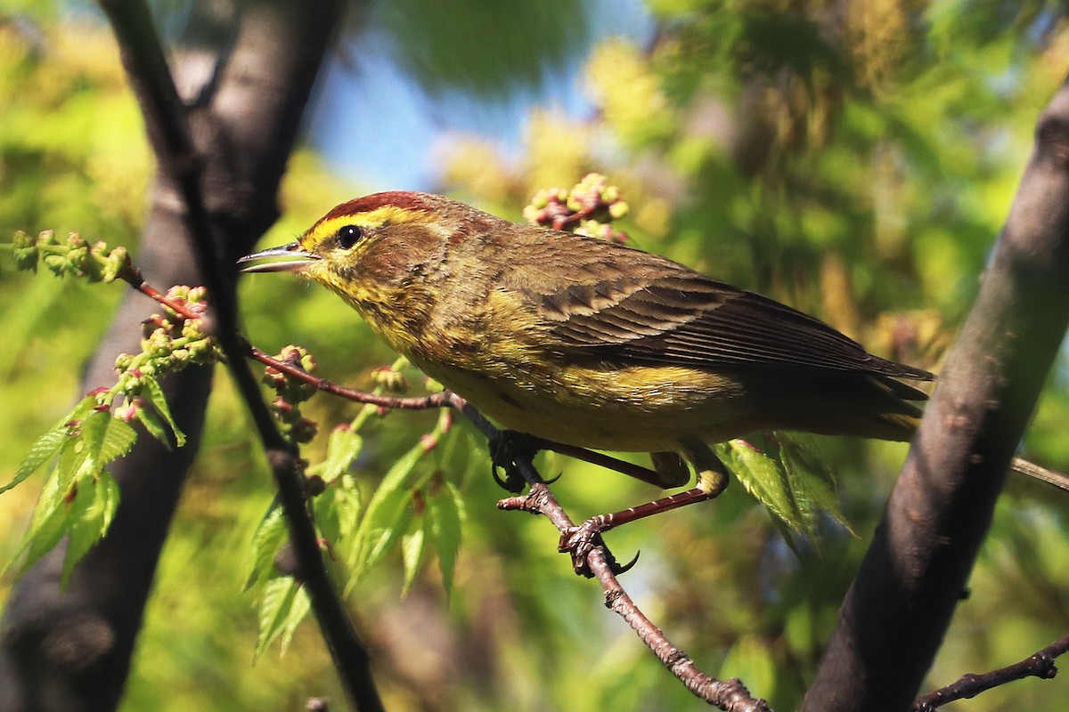 Palm Warbler - ML557390421