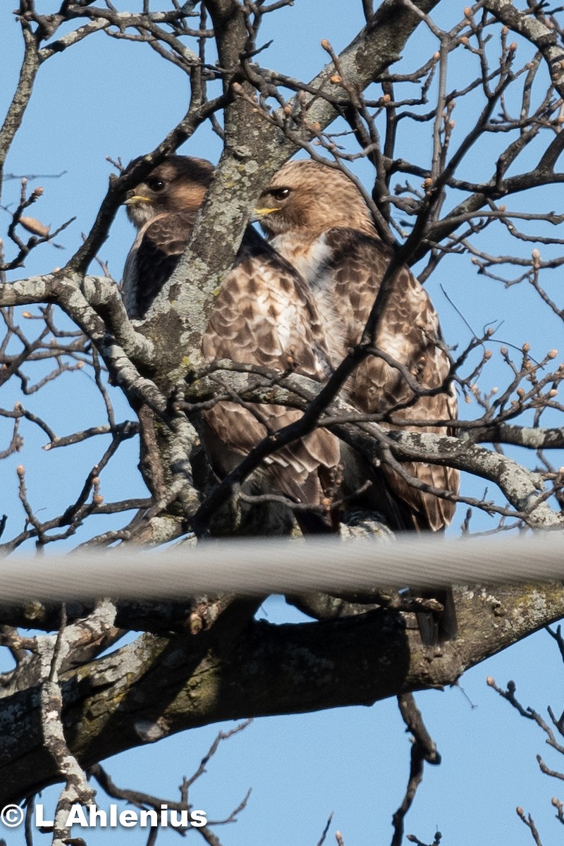 Red-tailed Hawk - ML557391041