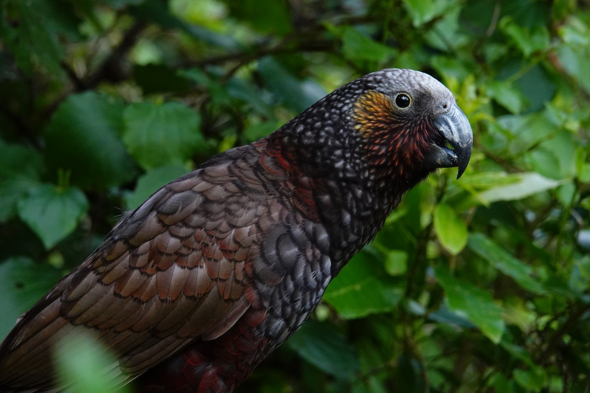 New Zealand Kaka - ML557391111