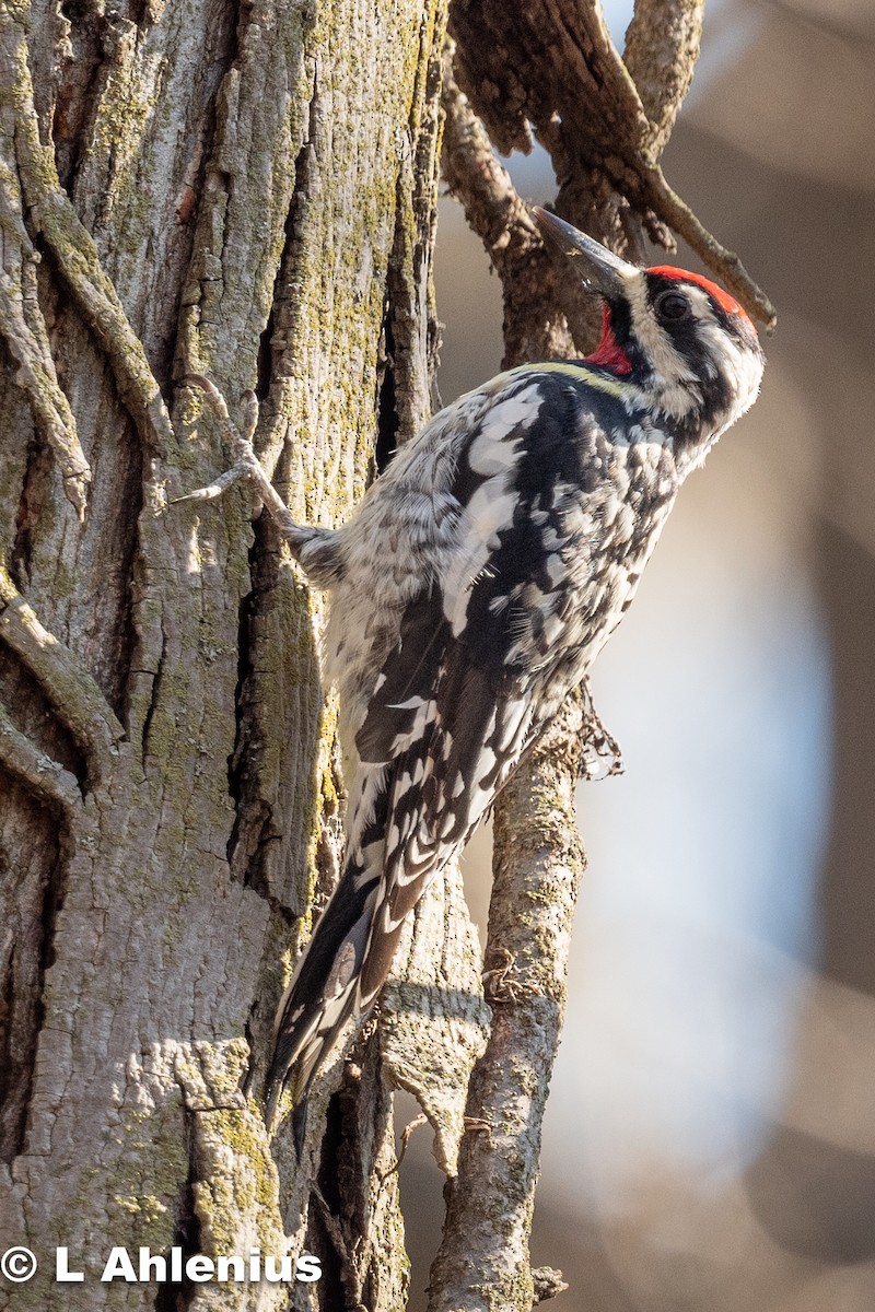Yellow-bellied Sapsucker - ML557391291