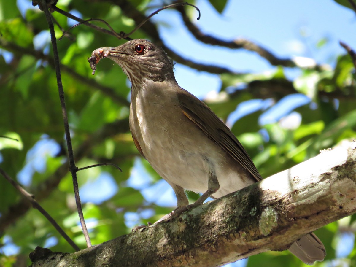 Pale-breasted Thrush - ML557391301