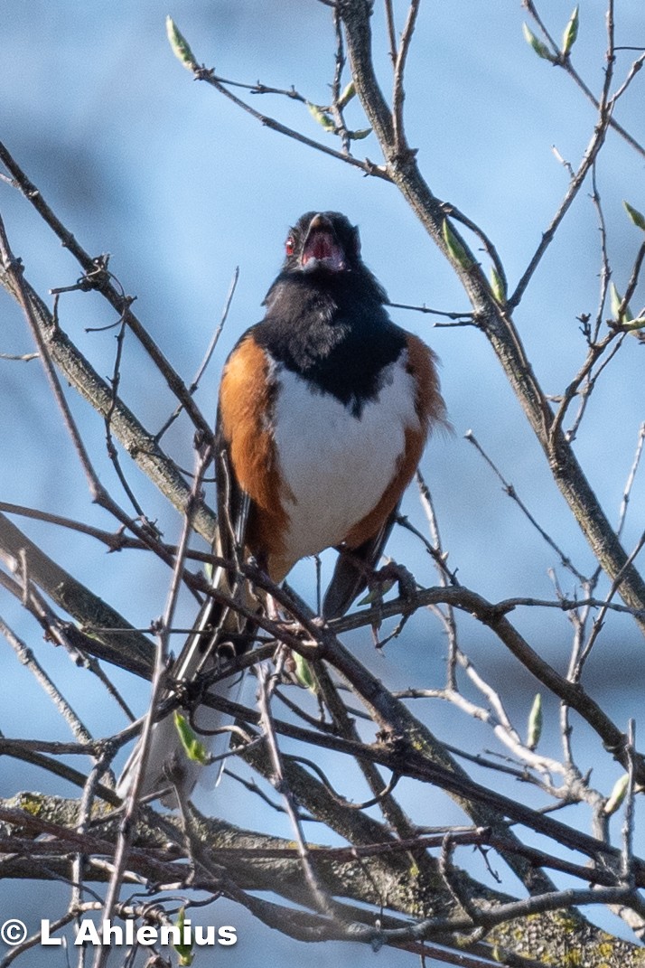 Eastern Towhee - ML557391711