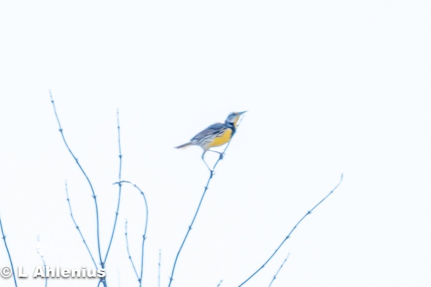 Eastern Meadowlark - ML557391821