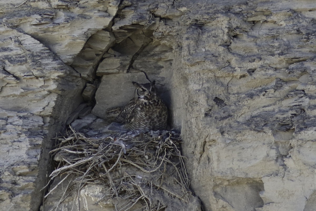 Great Horned Owl - ML557392431