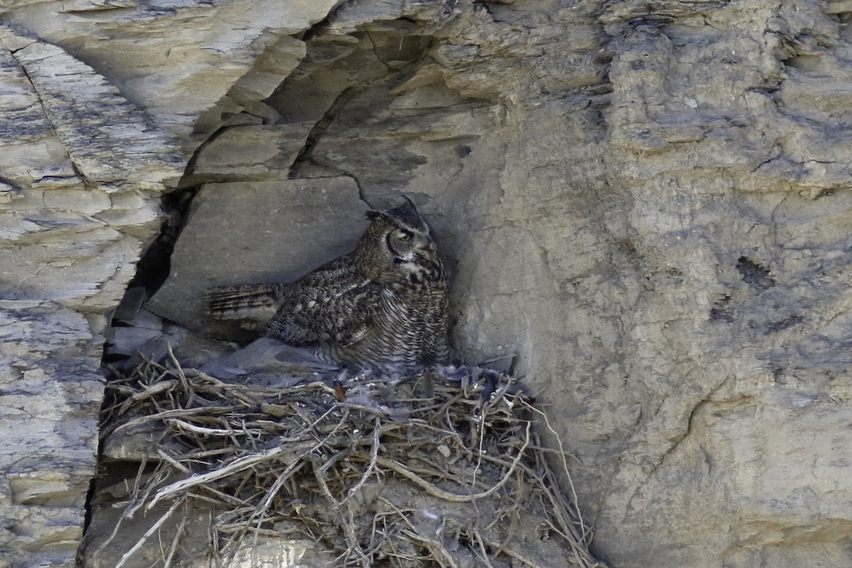 Great Horned Owl - ML557392441
