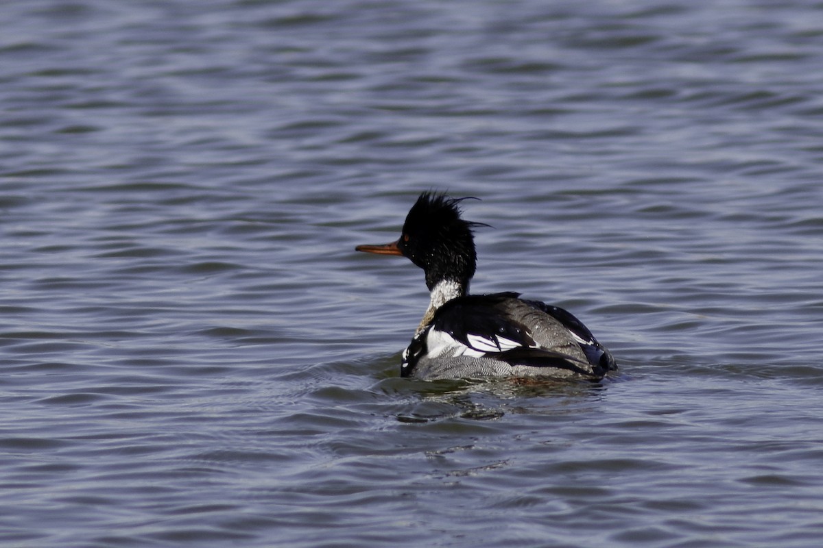 Red-breasted Merganser - Linda Chittum