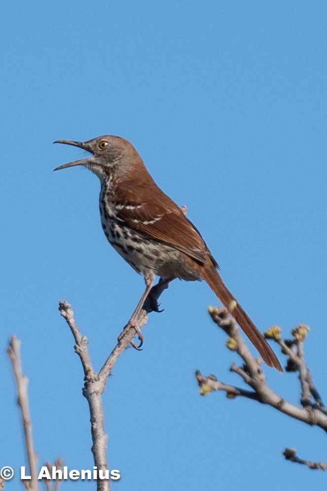 Brown Thrasher - ML557393721
