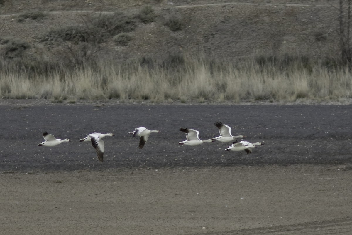 Snow Goose - Linda Chittum