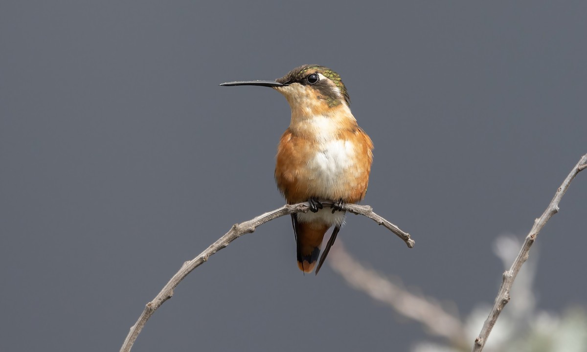 White-bellied Woodstar - ML557394381