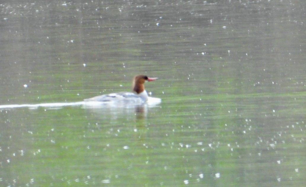 Common Merganser - ML557395521