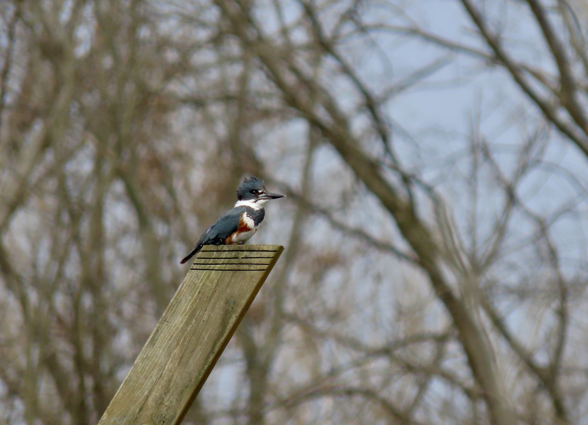 Belted Kingfisher - ML557395751